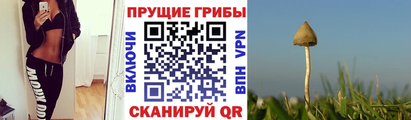 Галлюциногенные грибы Magic Shrooms  OMG маркетплейс  Ставрополь 
